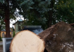 Dva pěkné kusy lípy.jpg